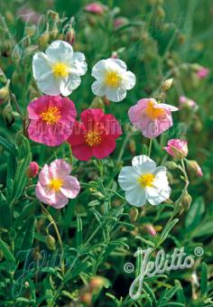 HELIANTHEMUM nummularium f. mutabile   Portion(en)