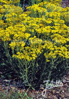 HELICHRYSUM arenarium   Portion(en)