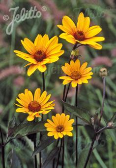 HELIOPSIS helianthoides var. scabra  'Summer Nights' Portion(s)