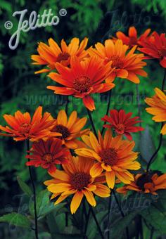 HELIOPSIS helianthoides var. scabra  'Bleeding Hearts' Portion(s)