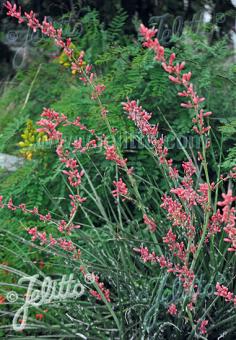 HESPERALOE parviflora   Portion(s)