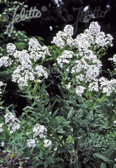 HESPERIS matronalis var. albiflora   Portion(en)