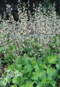 HEUCHERA maxima   Portion(s)