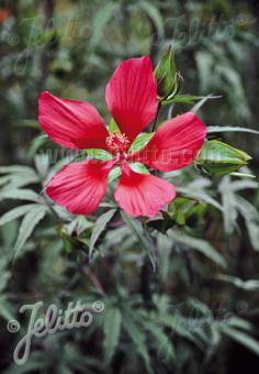 HIBISCUS coccineus   Portion(en)