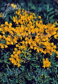 HIPPOCREPIS comosa   Portion(en)