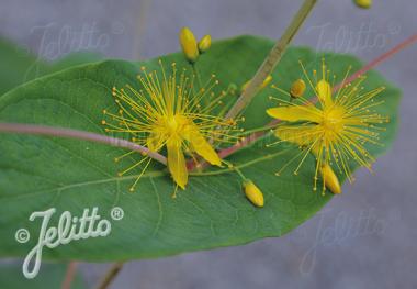 HYPERICUM bupleuroides   Gram