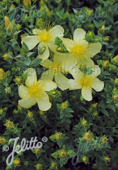 HYPERICUM olympicum  'Moonlight' Portion(en)