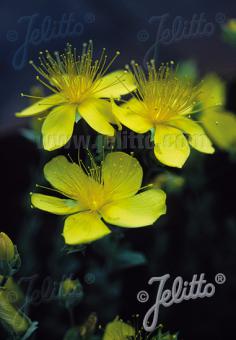 HYPERICUM olympicum  'Grandiflorum' Portion(en)