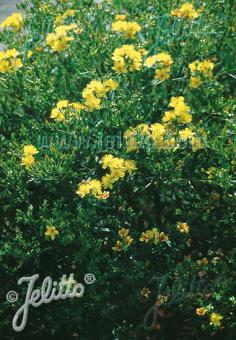 HYPERICUM prolificum   Portion(en)