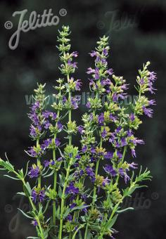 HYSSOPUS officinalis  'Caeruleus' Portion(en)