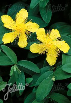 HYPERICUM calycinum   Korn