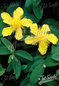 HYPERICUM calycinum   Korn