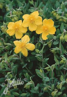 HYPERICUM cerastioides   Korn