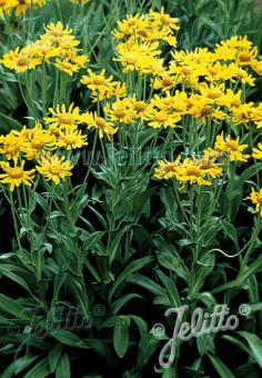 HELENIUM hoopesii   Portion(s)