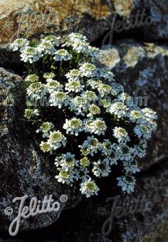 IBERIS saxatilis   Portion(en)