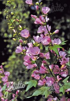 SPHAERALCEA rivularis   Portion(s)