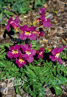 INCARVILLEA zhongdianensis   Portion(s)