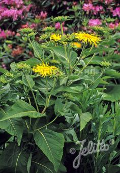 INULA helenium   Portion(en)