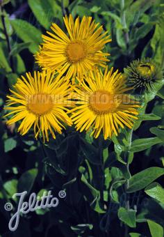 INULA orientalis f. grandiflora   Portion(en)