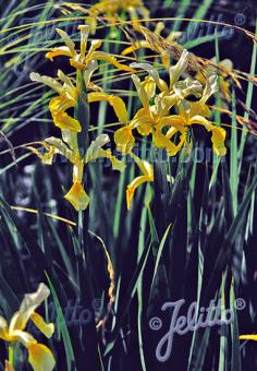 IRIS orientalis   Portion(en)