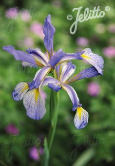 IRIS spuria   Portion(en)