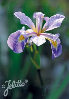 IRIS tenax   Portion(en)