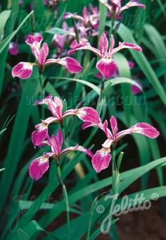 IRIS versicolor  'Kermesina' Portion(en)