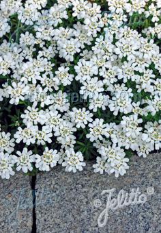 IBERIS sempervirens  'Snow Cushion' Korn