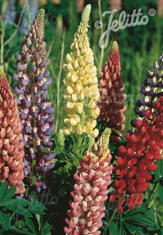 LUPINUS Russell 'Carnival Mixture' 
