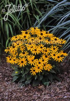 RUDBECKIA fulgida 'Little Goldstar' 