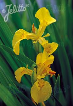 IRIS pseudacorus   Portion(s)