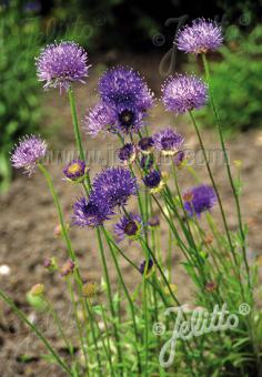 JASIONE laevis  'Blaulicht' Portion(s)