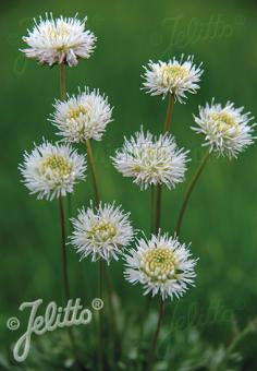 JASIONE montana f. alba  'White Delight' Portion(en)