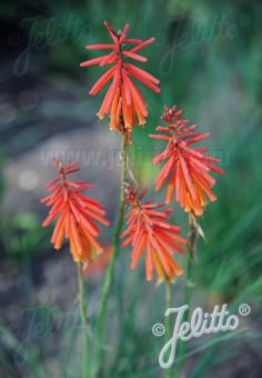 KNIPHOFIA triangularis   Portion(en)