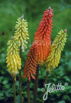 KNIPHOFIA uvaria hybr.  'Flamenco' Portion(en)