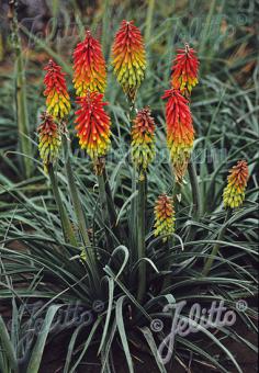 KNIPHOFIA hirsuta  'Fire Dance' Seeds