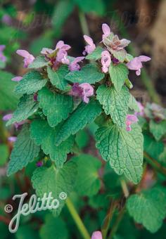 LAMIUM purpureum   Portion(en)