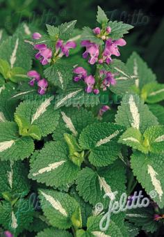 LAMIUM maculatum   Portion(en)