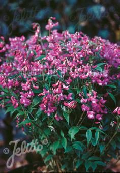 LATHYRUS vernus   Portion(en)