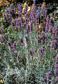 LAVANDULA angustifolia   Portion(en)