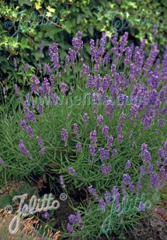 LAVANDULA angustifolia  Munstead-Strain Portion(en)