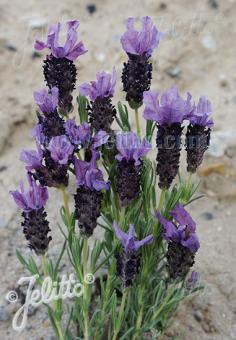 LAVANDULA stoechas  'Castilliano Violet'(TM) Portion(en)