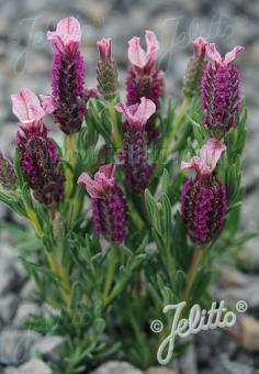 LAVANDULA stoechas Castilliano 2.0-Serie 'Castilliano Rose' Portion(en)