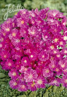 LEWISIA Cotyledon-Hybr. Sunset-Serie 'Sunset Ruby-Red' Portion(en)