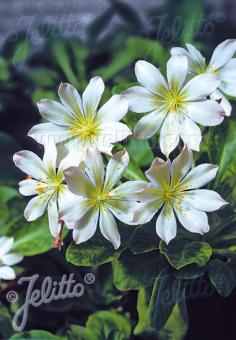 LEWISIA tweedyi  'Alba' Portion(en)