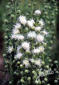 LIATRIS scariosa  'Alba' Portion(en)