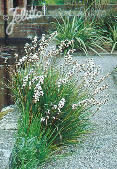 LIBERTIA grandiflora   Portion(en)