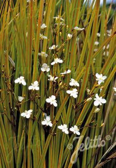 LIBERTIA peregrinans   Portion(s)