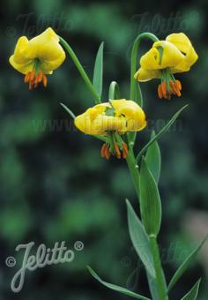 LILIUM pyrenaicum ssp. carniolicum var. bosniacum   Portion(s)