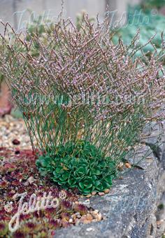 LIMONIUM bellidifolium   Portion(s)